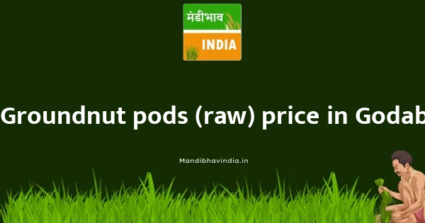 Groundnut pods (raw) price